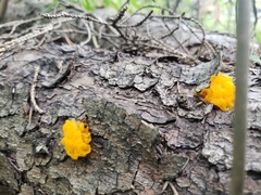 Tremella mesenterica