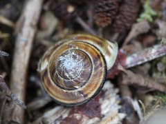 Monadenia infumata callidina