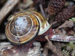 Monadenia infumata callidina