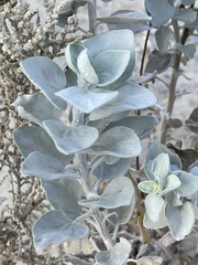 Encelia palmeri