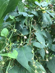 Muehlenbeckia zippelii