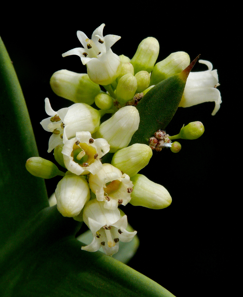 Anchor plant (Mediterranean Section of Blake Garden) · iNaturalist