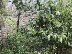 Muehlenbeckia zippelii