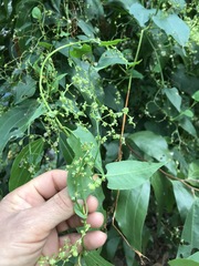 Muehlenbeckia zippelii