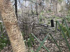 Muehlenbeckia zippelii