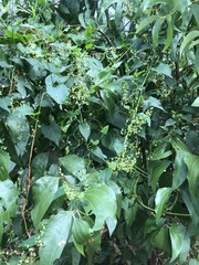 Muehlenbeckia zippelii