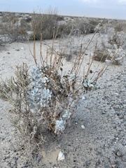 Encelia palmeri
