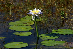 Nymphaea violacea