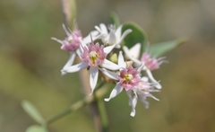 Cynanchum acutum acutum