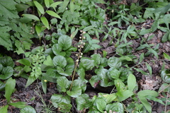 Orthilia secunda
