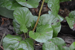 Orthilia secunda