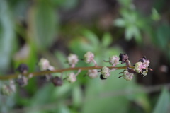 Orthilia secunda