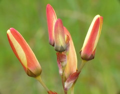 Ixia fuscocitrina