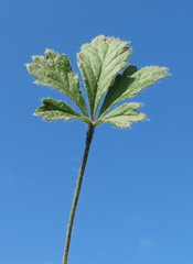 Potentilla patula