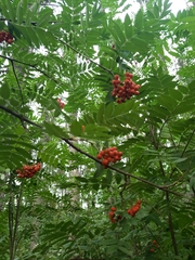 Sorbus aucuparia