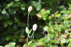 Lilium columbianum
