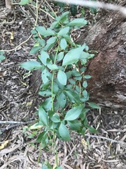 Jasminum didymum racemosum