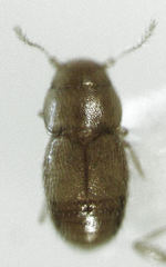 Ptinella bitumida