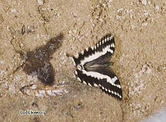 Papilio delalandei