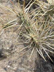 Cylindropuntia molesta molesta
