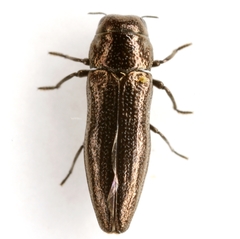 Taphrocerus schaefferi