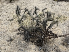 Cylindropuntia molesta molesta
