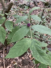Callicarpa pedunculata