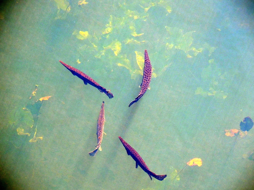 Gars