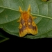 Nygmia icilia - Photo (c) Dhanesh Veppil, some rights reserved (CC BY-NC), uploaded by Dhanesh Veppil