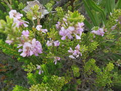 Indigofera flabellata