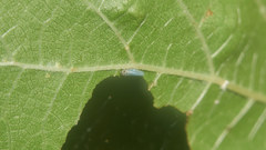 Empoascanara limbata