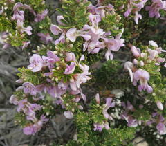 Indigofera flabellata