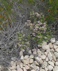 Indigofera flabellata