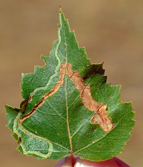 Agromyza alnibetulae