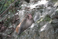 Macaca mulatta