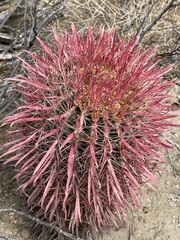 Ferocactus gracilis gracilis