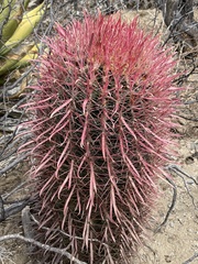 Ferocactus gracilis gracilis