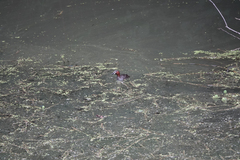 Tachybaptus ruficollis