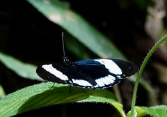 Heliconius cydno