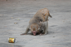 Macaca mulatta