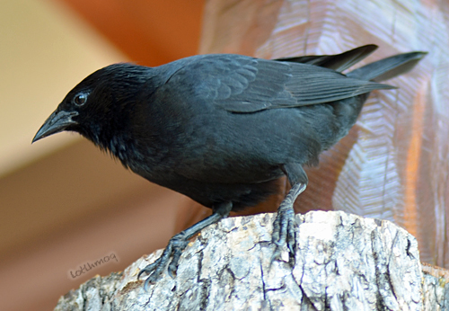 Chopí Blackbirds