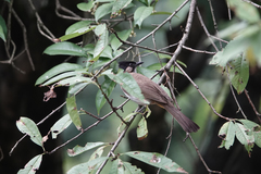 Pycnonotus xanthorrhous