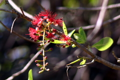 Barringtonia acutangula