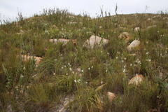 Erica viscaria pendula