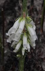 Erica viscaria pendula