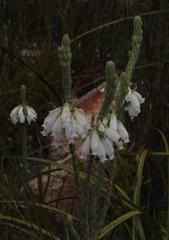 Erica viscaria pendula