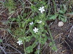 Roella spicata spicata
