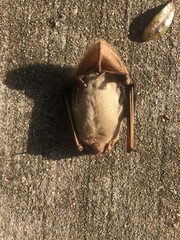 Lasiurus intermedius