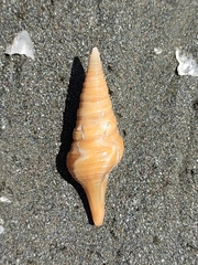 Turridae