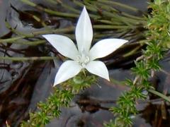 Roella spicata spicata